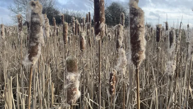 Reed mace