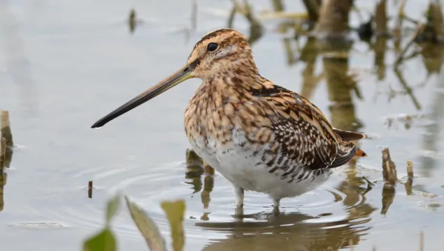 A snipe wading in shallow water