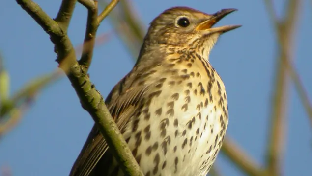Song Thrush