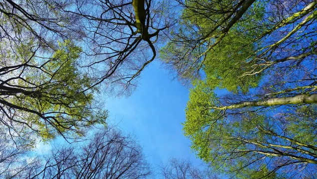 looking up at trees and sky