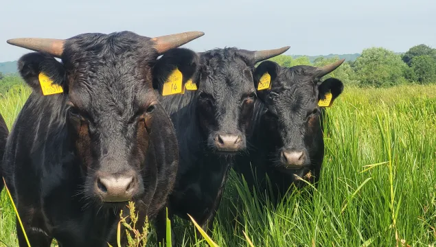 Three Mini Dexter cattle in field looking at the camera