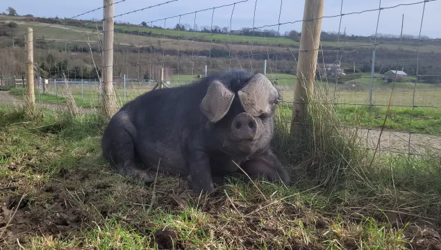 A large black pig laying down against a fence looking at the camera