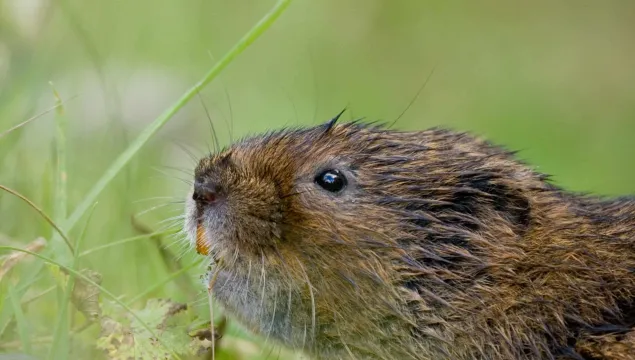 Water vole