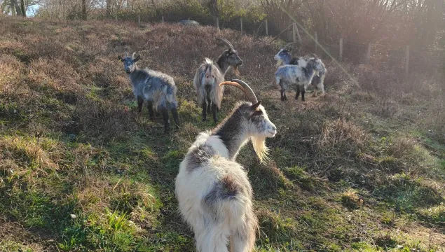 Grazing goats on Wouldham Common