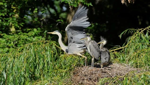 An adult grey heron about to fly from a nest with two chicks