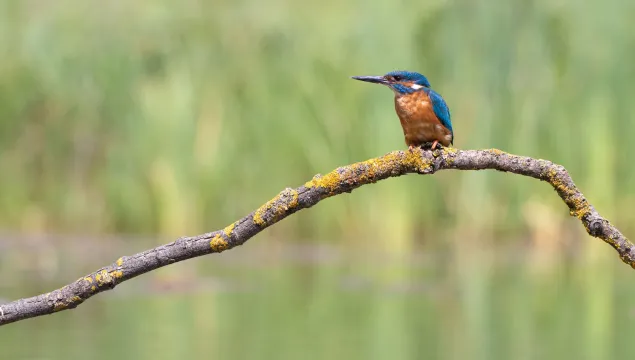 A kingfisher perched on a branch