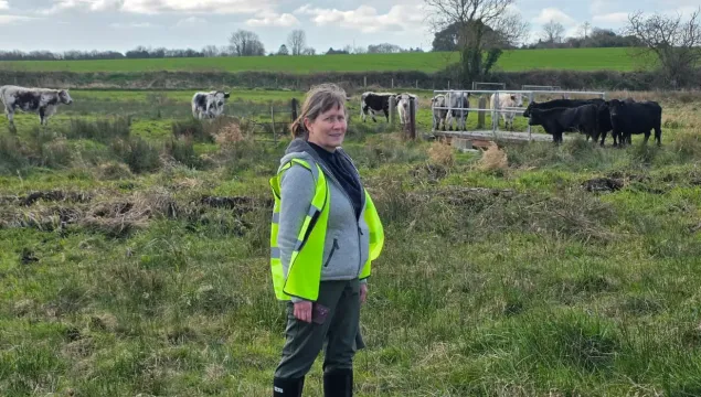 A woman in a high-vis checking on cows at Ham Fen nature reserve.