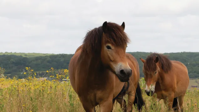 Exmoor ponies in long grass