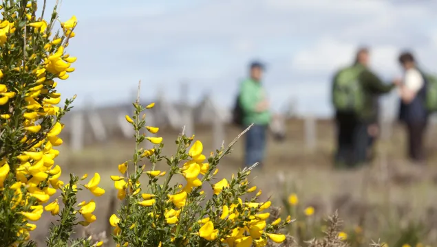 Flowering gorse in the foreground with people behind.