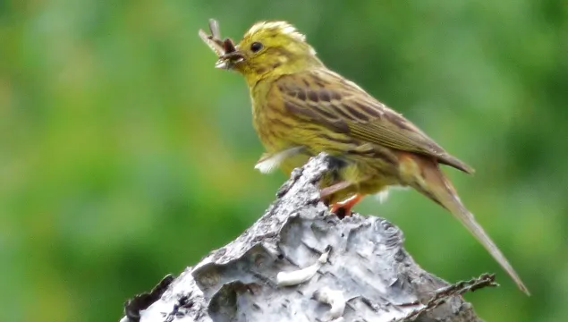 Yellow hammer with lunch