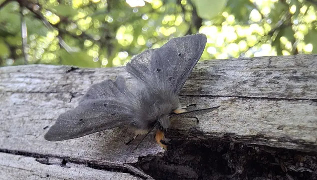 A muslin moth on a branch