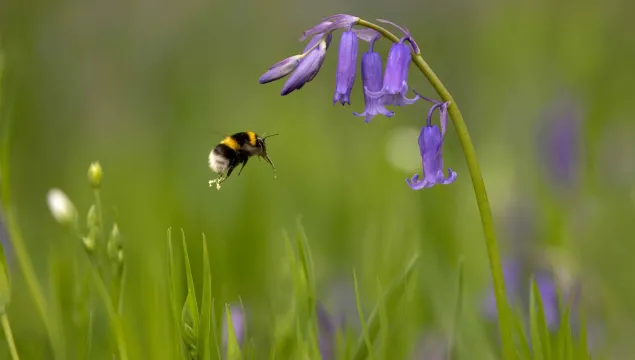 Bumblebee and a bluebell