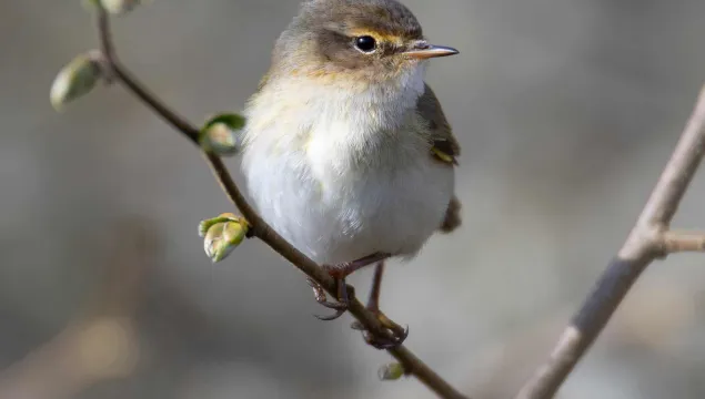 Chiffchaff on a branch