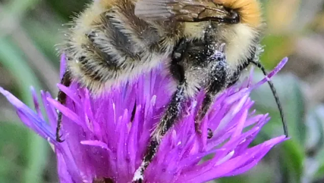 Female Brown Banded Carder Bee