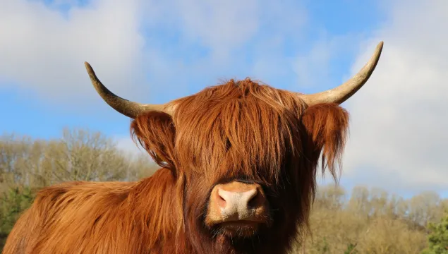 Highland cow 