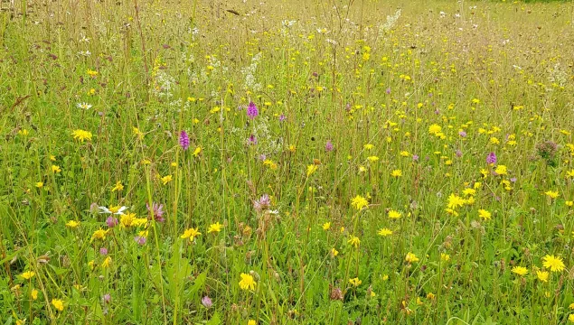 wildflower meadow chalk downland
