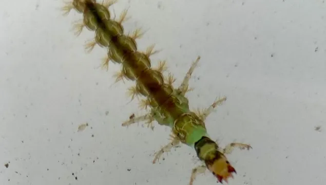 Caseless Caddisly Larvae