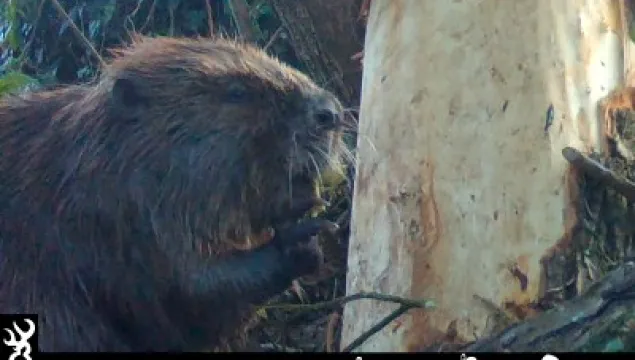 Beaver chewing bark 