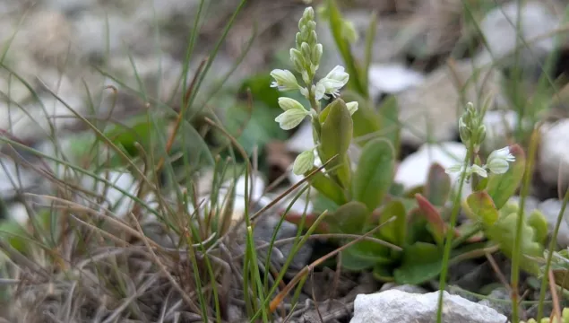 Kentish Milkwort 