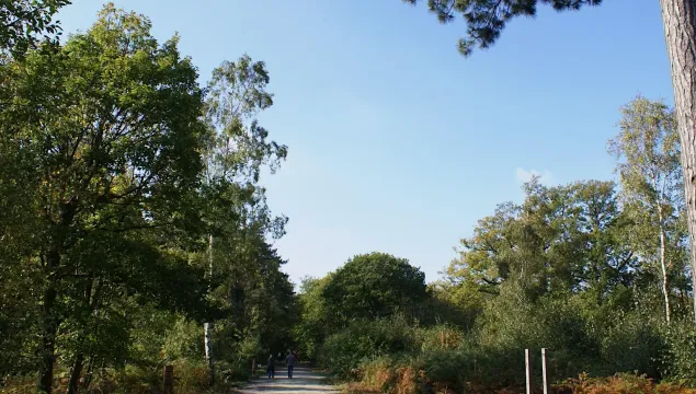  Wide Path through Woodlands