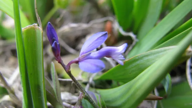 A delicate purple heath milkwort amongst green leaves.