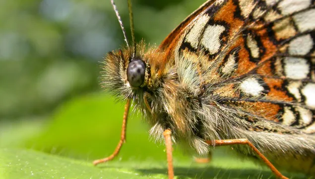 Heath fritillary