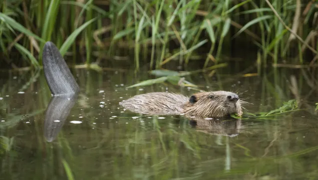 Beaver 