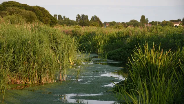Ham fen river view