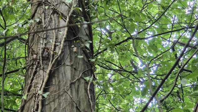 Oaken Wood