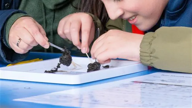 A child and adult dissecting owl pellets