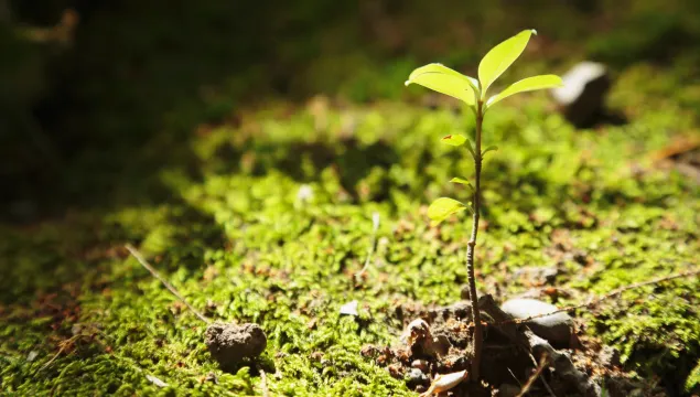 Young plant sprouting