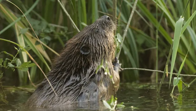 beaver reaching to eat willow