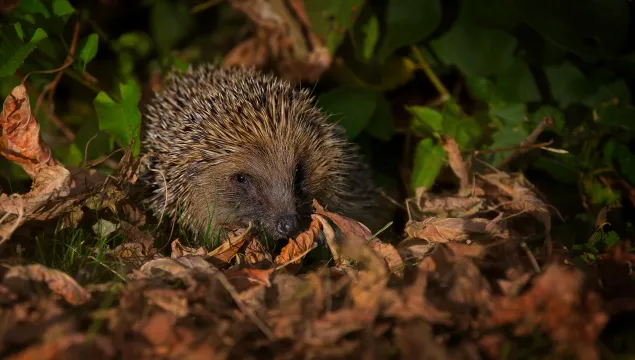 A hedgehog at night sitting amongst fallen leaves.