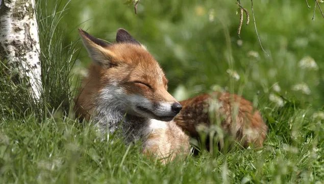 A fox with its eyes closed in the grass at Kiln Wood.