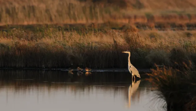 Wading heron with chicks