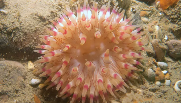 Urtecina Felina