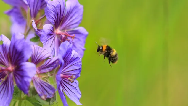 early bumble