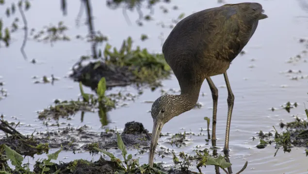 A glossy ibis probing a muddy pool margin with its beak