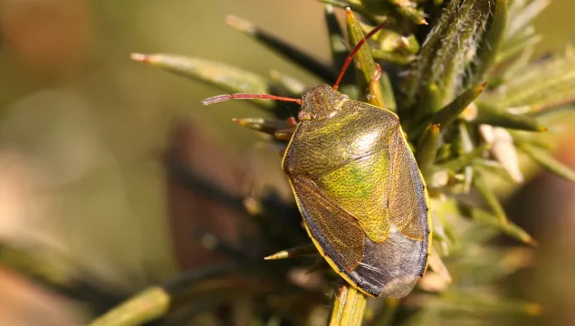 A gorse shieldbug standing on a gorse bush. IT's a green shieldbug with red antennae and yellow sides to the abdomen