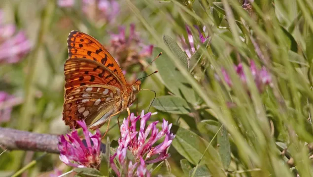High Brown Fritillary © Stefan Johansson