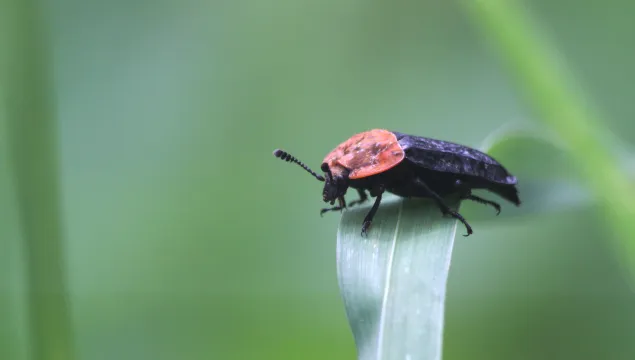 A red-breasted carrion beetle, with its distinctive red pronotum, standing on a folded over leaf