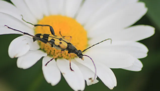 A black-and-yellow longhorn beetle on an oxe-eye daisy