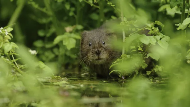 Water Vole (Arvicola amphibius), Kent, UK - Terry Whittaker/2020VISION