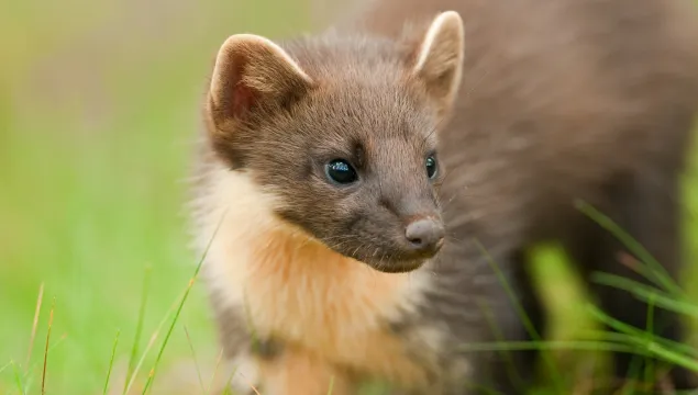 Pine marten (Martes martes), Scotland, UK