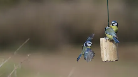 Action blue tits