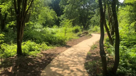 Trail at Hothfield Heathlands
