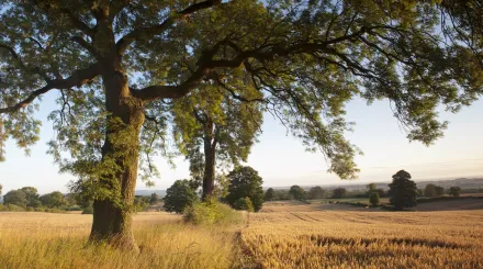 Trees lining a field