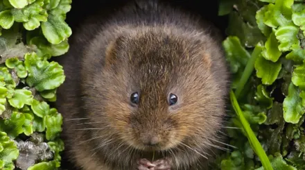 water vole in hole by the water surrounded by aquatic plants covering his burrow entrance