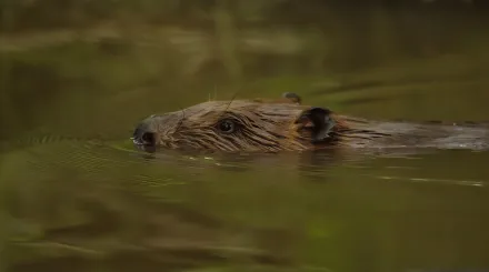 Beaver swimming with its head just above the water