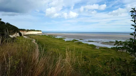 Pegwell Bay chalk grassland with view of white cliffs by Vicky Aitkenhead